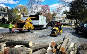 How Our Tree Care Process Works  in Westchester, IL